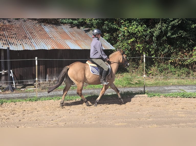 Konik Gelding 8 years 13,1 hh Dun in Morsbach