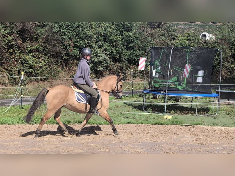 Konik Gelding 8 years 13,1 hh Dun in Morsbach