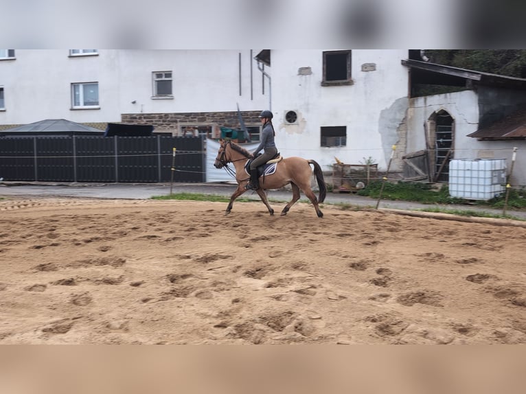 Konik Gelding 8 years 13,1 hh Dun in Morsbach