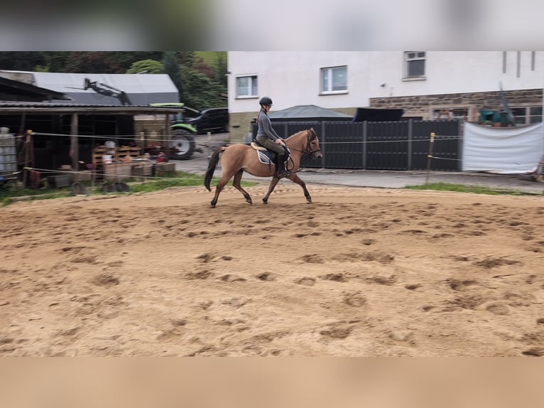 Konik Gelding 8 years 13,1 hh Dun in Morsbach