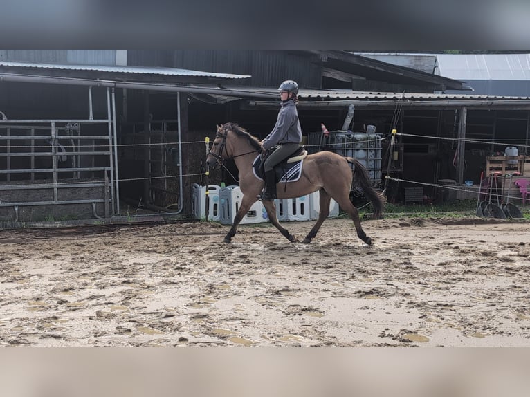 Konik Gelding 8 years 13,1 hh Dun in Morsbach