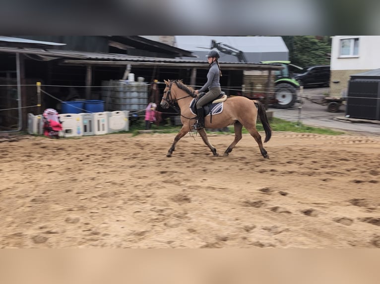 Konik Gelding 8 years 13,1 hh Dun in Morsbach