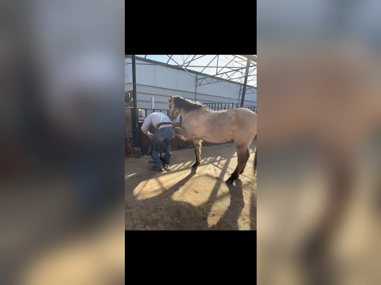 Konik Gelding 8 years 13,2 hh Buckskin in Antwerpen