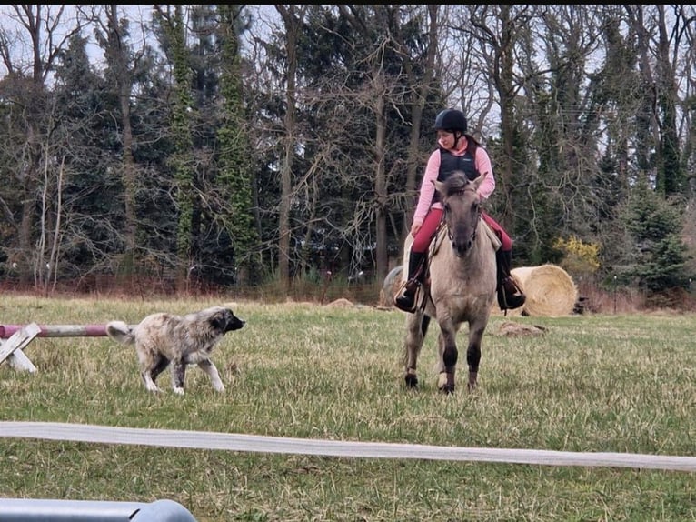 Konik Gelding 9 years 13,3 hh Dun in Wusterwitz