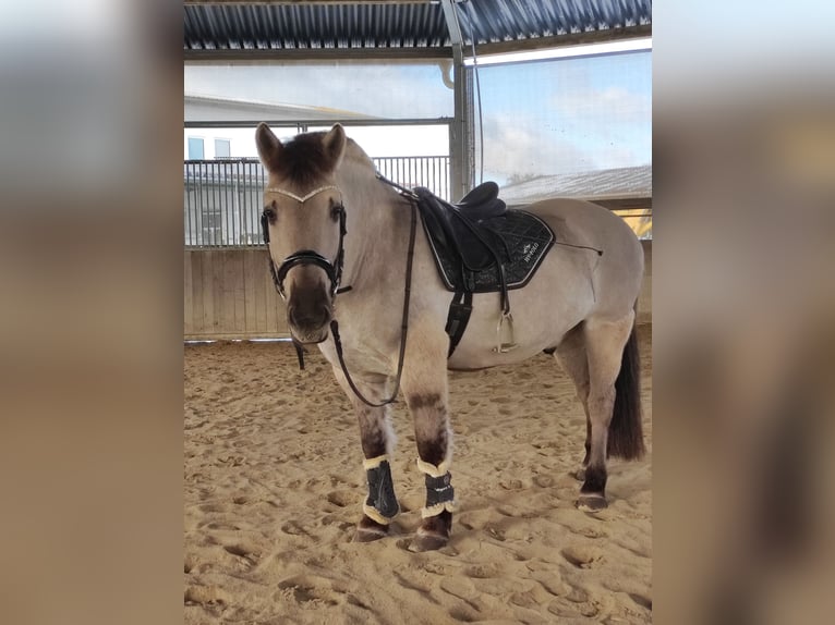 Konik Gelding 9 years 13,2 hh Dun in Kreßberg
