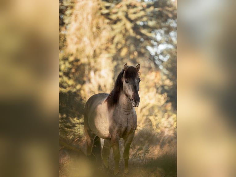 Konik Gelding 9 years 14,1 hh Dun in Hittbergen