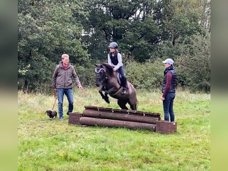 Konik Mix Giumenta 10 Anni 133 cm Falbo in Neuenkirchen