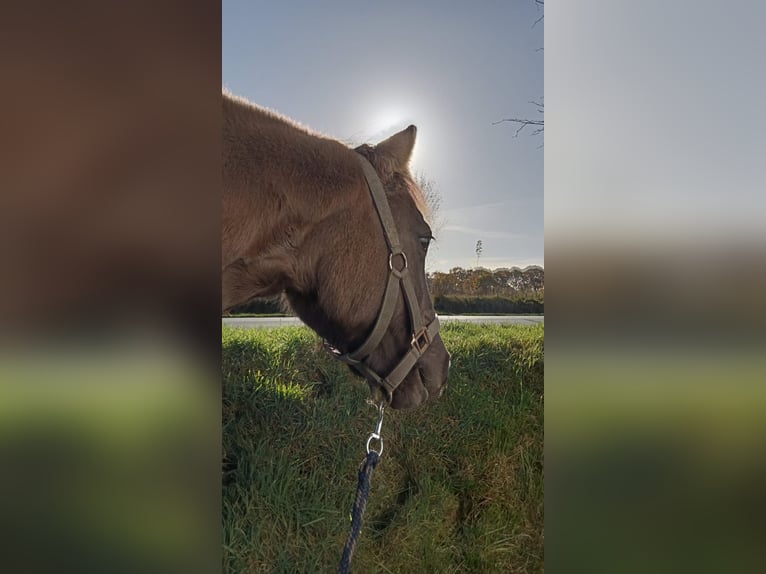 Konik Mix Giumenta 10 Anni 133 cm Falbo in Neuenkirchen