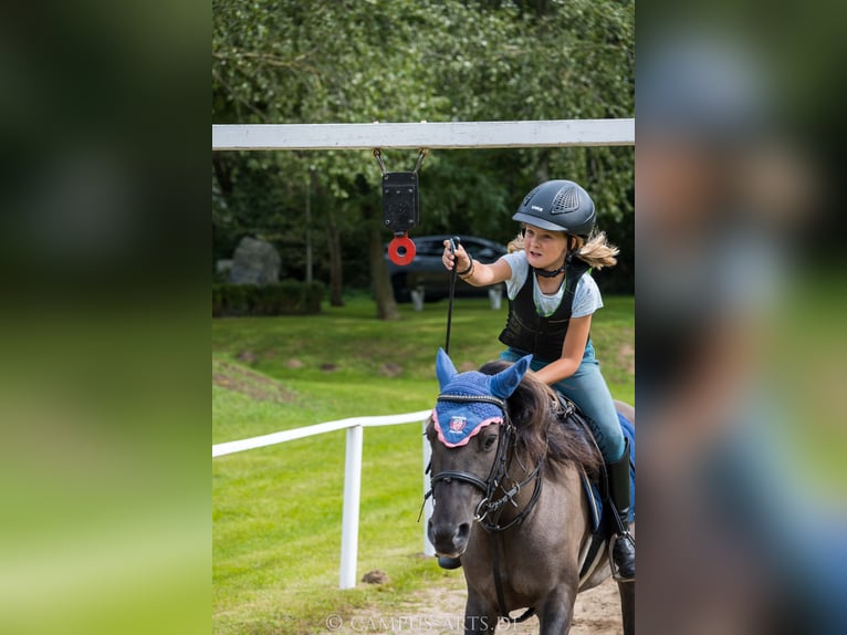 Konik Mix Giumenta 10 Anni 133 cm Falbo in Neuenkirchen