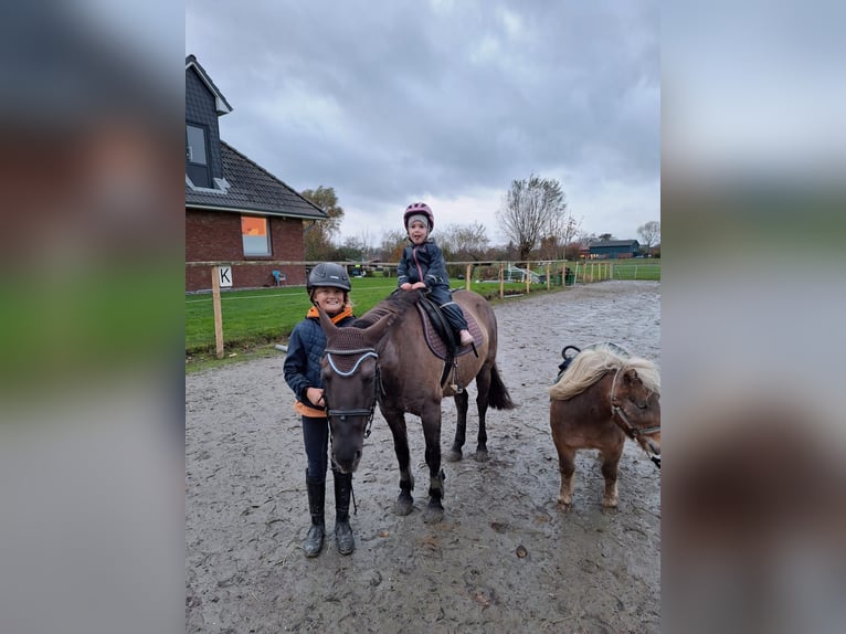 Konik Mix Giumenta 10 Anni 133 cm Falbo in Neuenkirchen