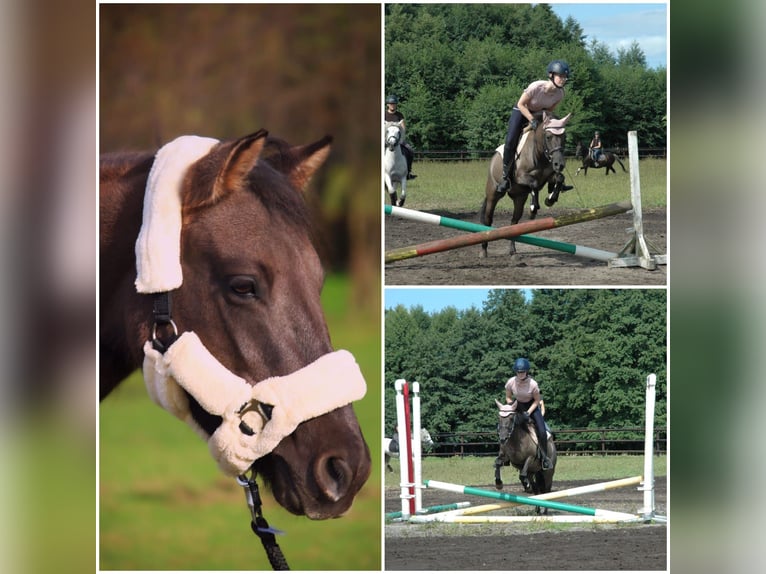 Konik Mix Giumenta 10 Anni 133 cm Falbo in Neuenkirchen