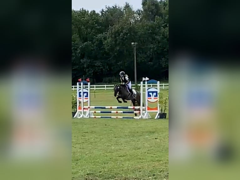 Konik Mix Giumenta 10 Anni 133 cm Falbo in Neuenkirchen