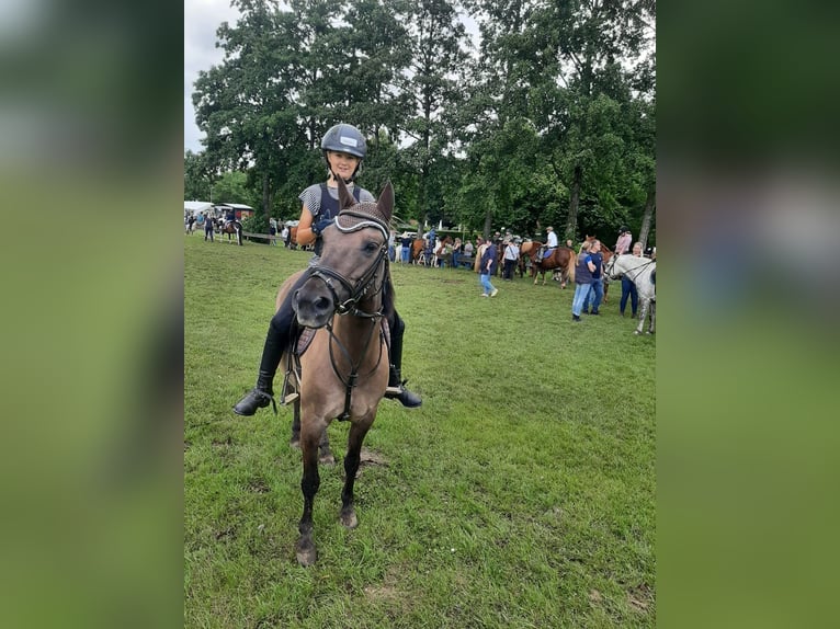 Konik Mix Giumenta 10 Anni 133 cm Falbo in Neuenkirchen