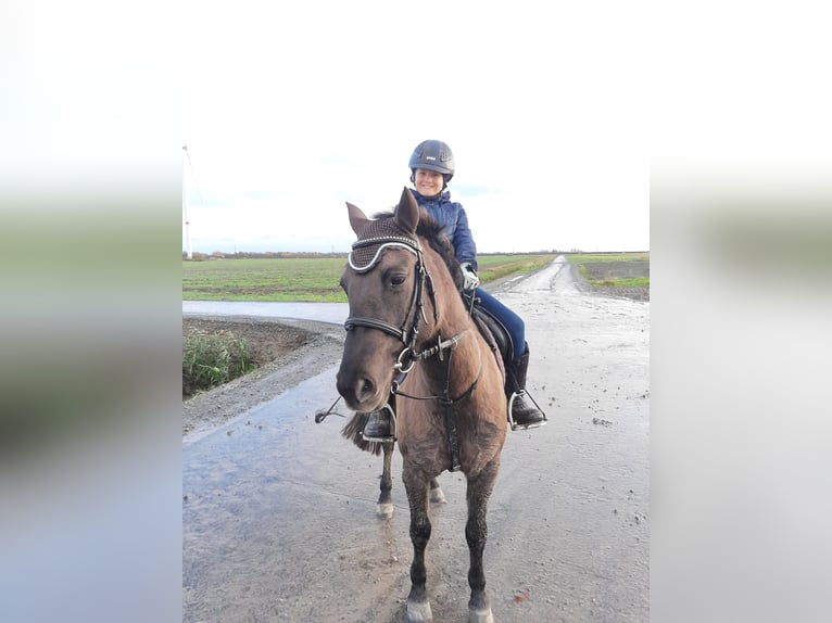 Konik Mix Giumenta 10 Anni 133 cm Falbo in Neuenkirchen