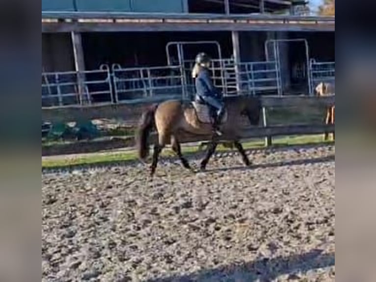 Konik Mix Giumenta 10 Anni 133 cm Falbo in Neuenkirchen