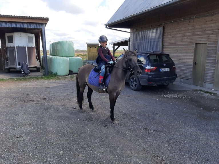 Konik Mix Giumenta 10 Anni 133 cm Falbo in Neuenkirchen