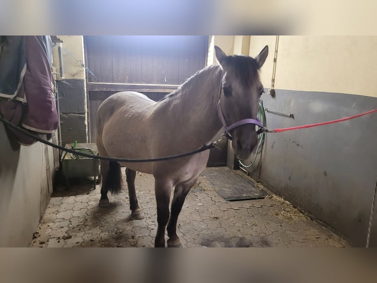 Konik Giumenta 10 Anni 137 cm Falbo in Emkendorf