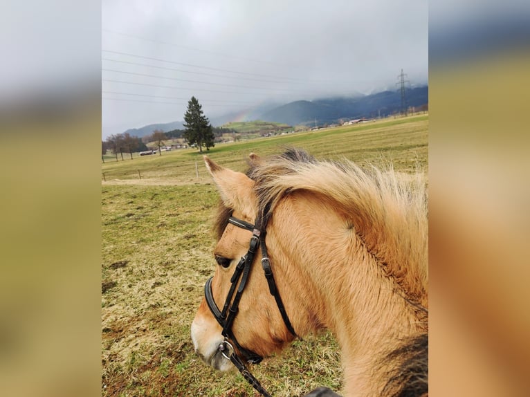 Konik Giumenta 10 Anni 143 cm Falbo in Atzing