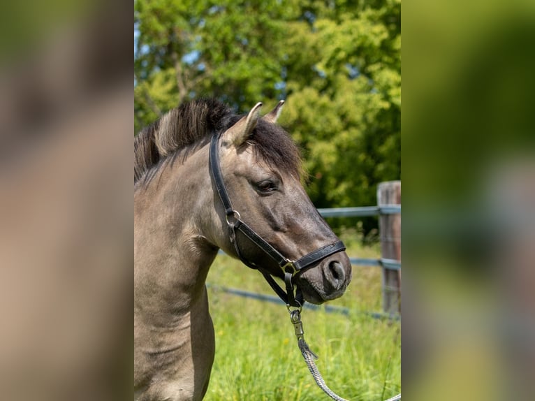 Konik Giumenta 10 Anni 143 cm Falbo in Bad Langensalza