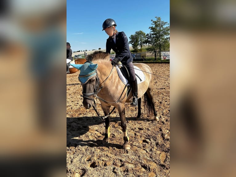 Konik Giumenta 10 Anni 143 cm Falbo in Bad Langensalza