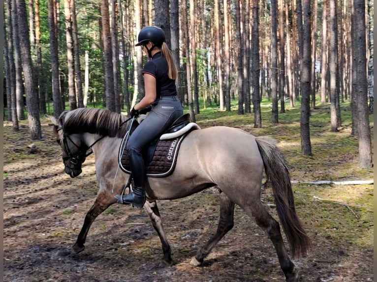 Konik Giumenta 10 Anni 147 cm Falbo in FORST