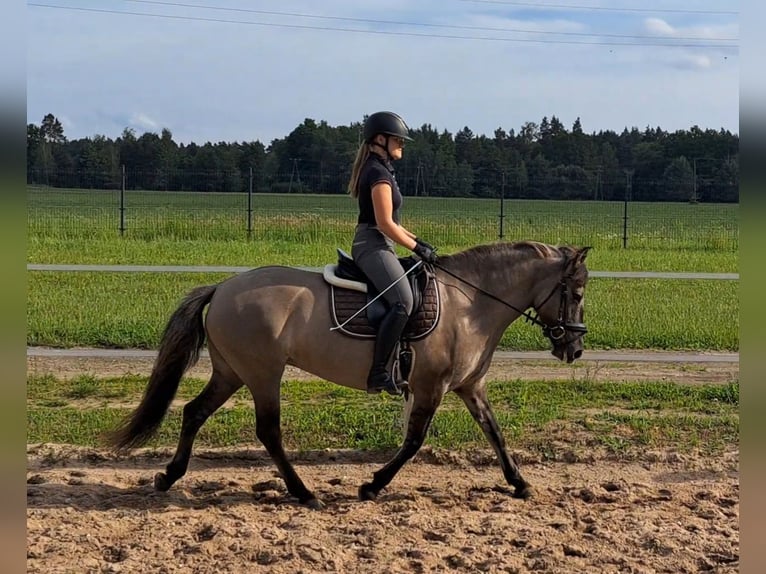 Konik Giumenta 10 Anni 147 cm Falbo in FORST