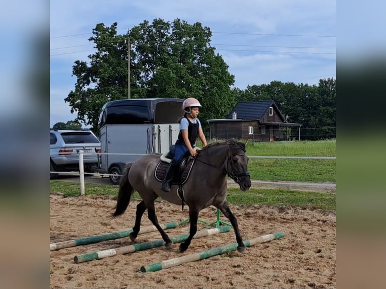 Konik Giumenta 10 Anni 147 cm Falbo in FORST
