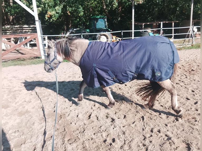 Konik Giumenta 11 Anni 135 cm in Kiel