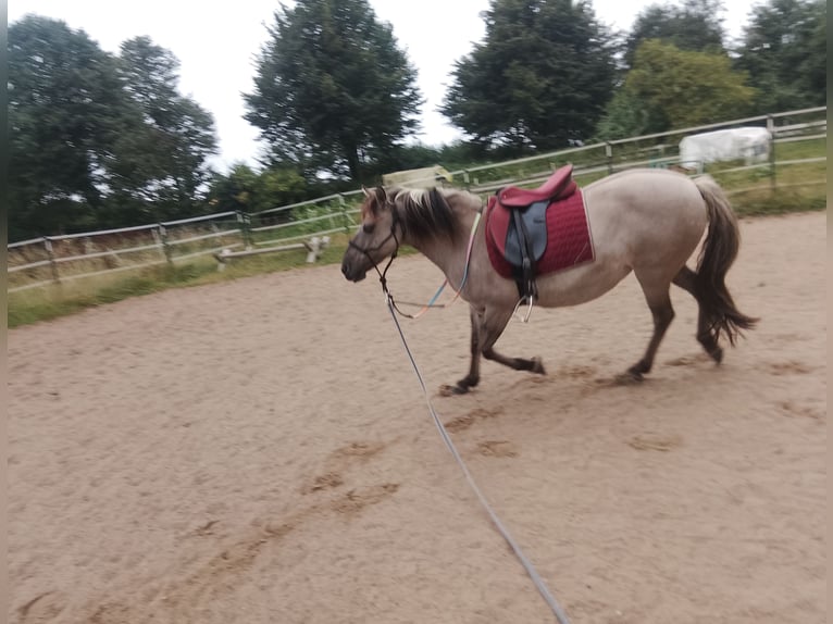 Konik Giumenta 11 Anni 135 cm in Kiel