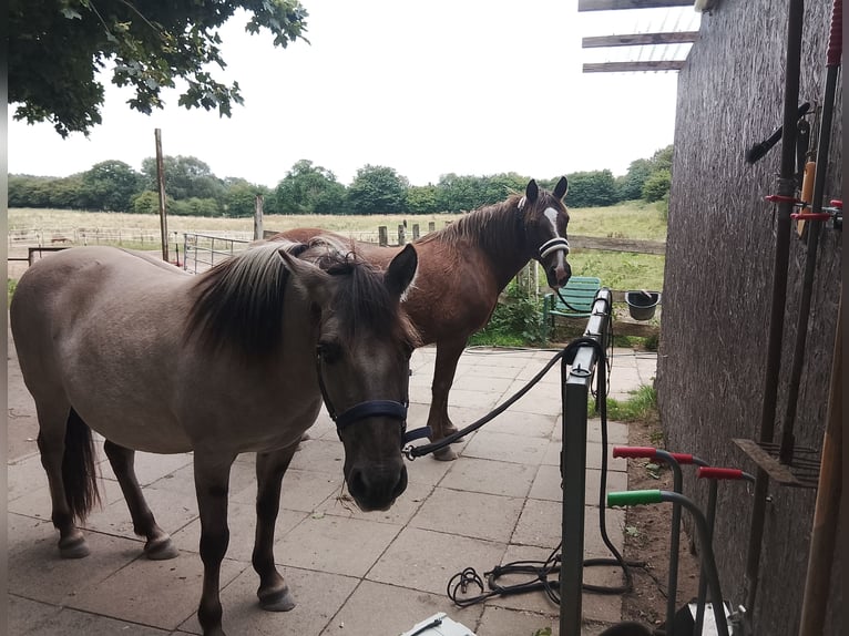 Konik Giumenta 11 Anni 135 cm in Kiel