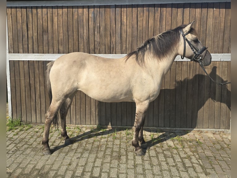 Konik Giumenta 11 Anni 135 cm Falbo in Mülheim an der Ruhr