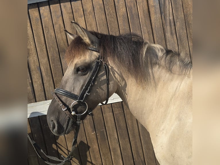 Konik Giumenta 11 Anni 135 cm Falbo in Mülheim an der Ruhr