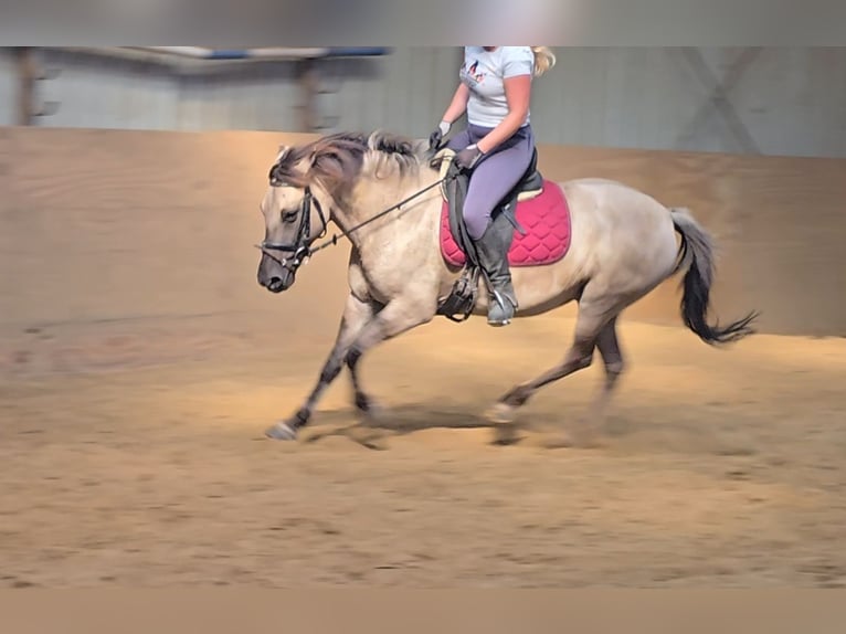 Konik Giumenta 11 Anni 135 cm Falbo in Mülheim an der Ruhr