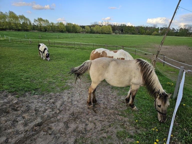 Konik Giumenta 11 Anni 136 cm in Wienhausen