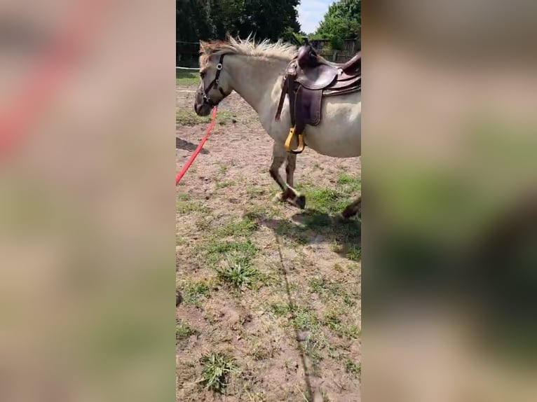 Konik Giumenta 11 Anni 136 cm in Wienhausen