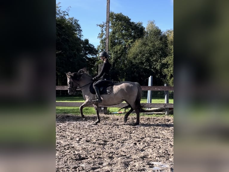 Konik Giumenta 11 Anni 136 cm Grullo in Gronau (Westfalen)