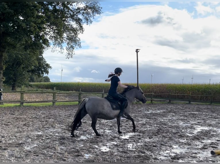 Konik Giumenta 11 Anni 136 cm Grullo in Gronau (Westfalen)