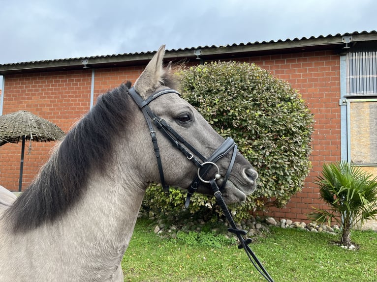 Konik Giumenta 11 Anni 136 cm Grullo in Gronau (Westfalen)