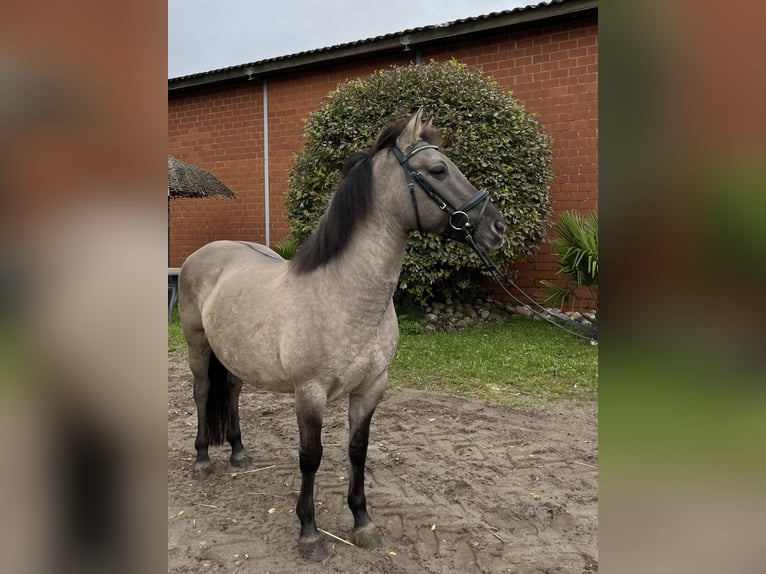 Konik Giumenta 11 Anni 136 cm Grullo in Gronau (Westfalen)