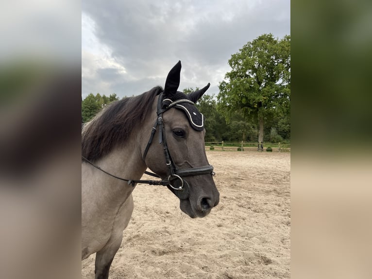 Konik Giumenta 11 Anni 136 cm Grullo in Gronau (Westfalen)