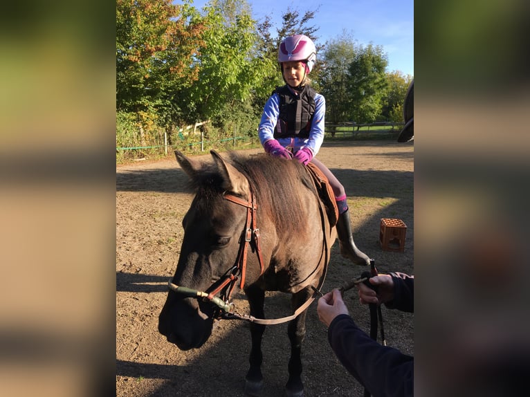 Konik Giumenta 11 Anni 138 cm Falbo in Satrup