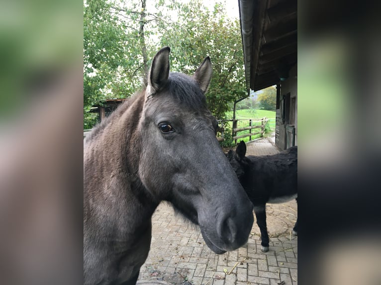 Konik Giumenta 11 Anni 138 cm Falbo in Satrup