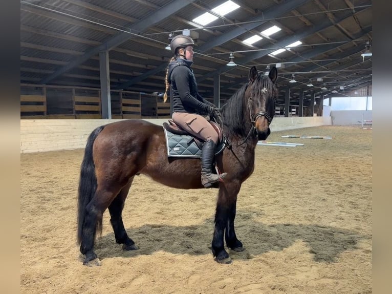 Konik Giumenta 11 Anni 140 cm Falbo in Pelmberg