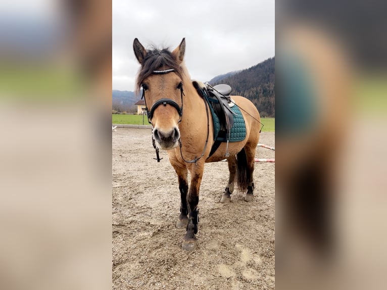 Konik Giumenta 12 Anni 140 cm in Torren