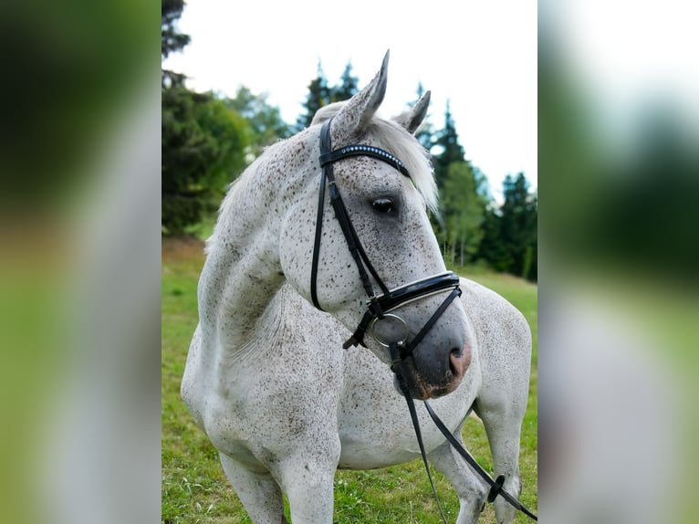 Konik Giumenta 12 Anni 170 cm Grigio in Kronegg