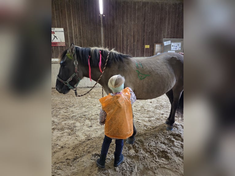 Konik Giumenta 13 Anni 135 cm Falbo in Driedorf
