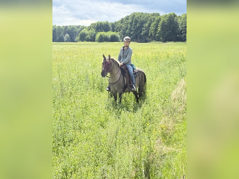 Konik Giumenta 13 Anni 138 cm Falbo in Michendorf
