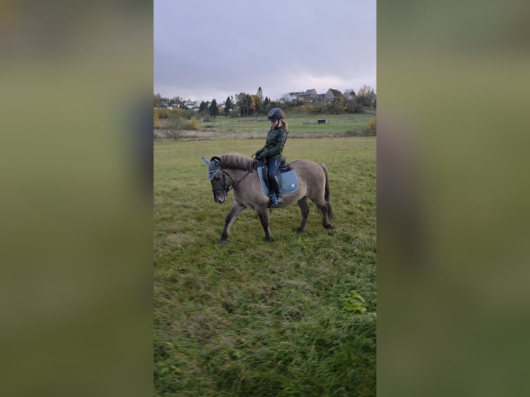 Konik Giumenta 13 Anni 138 cm Falbo in Driedorf
