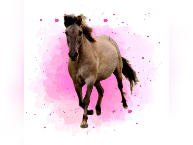 Konik Giumenta 13 Anni 138 cm Falbo in Driedorf