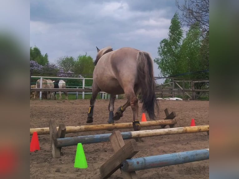 Konik Giumenta 13 Anni 146 cm in Katowice